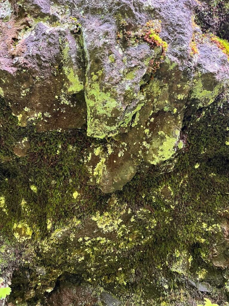 ヒカリゴケらしき緑色の苔