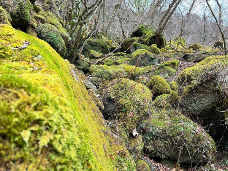 天城山の苔むした森
