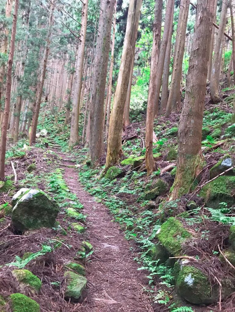 苔むした石がある杉林の山道