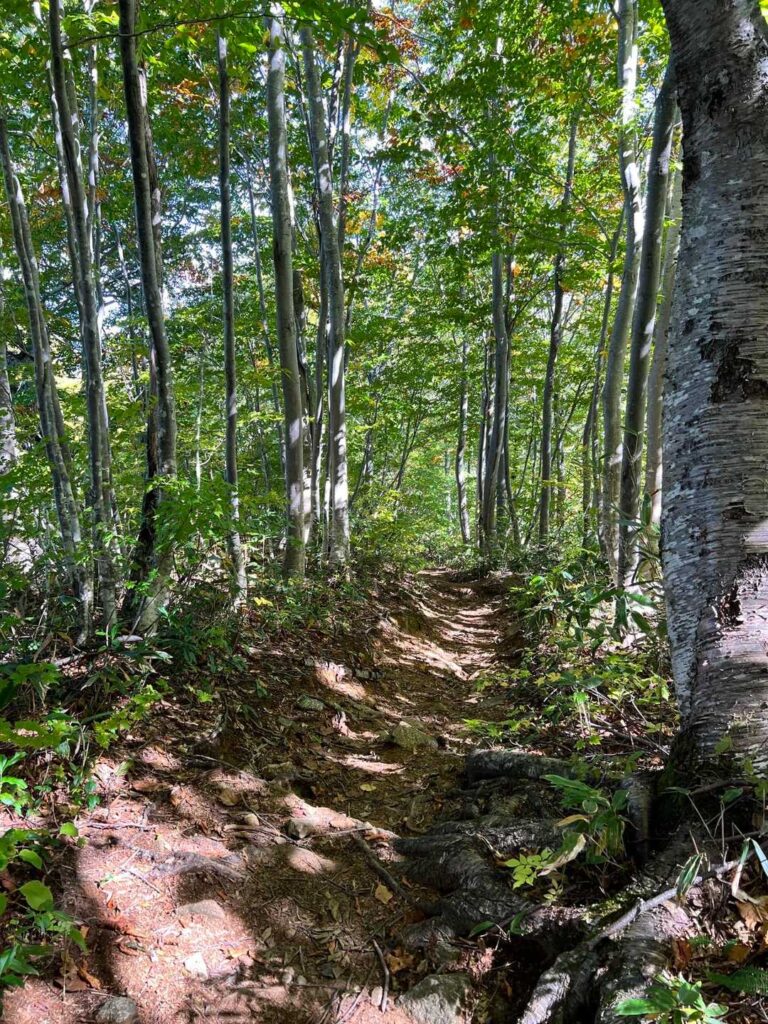 木漏れ日と紅葉