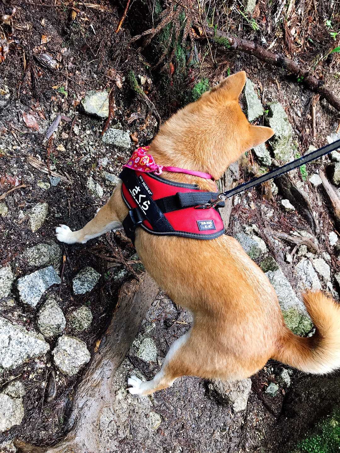 ワンチャンの散歩も多く さくらちゃ〜ん