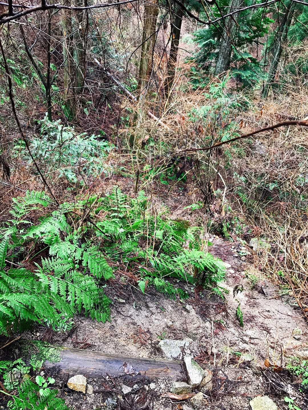 ここから YAMAPのルートを外れますよー