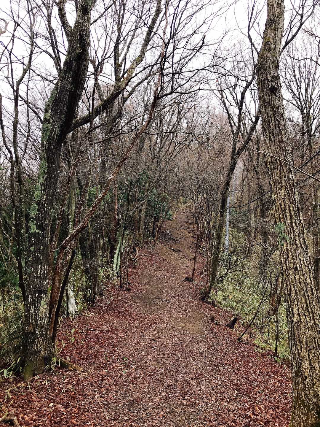 少し登ると道もひらけてきて