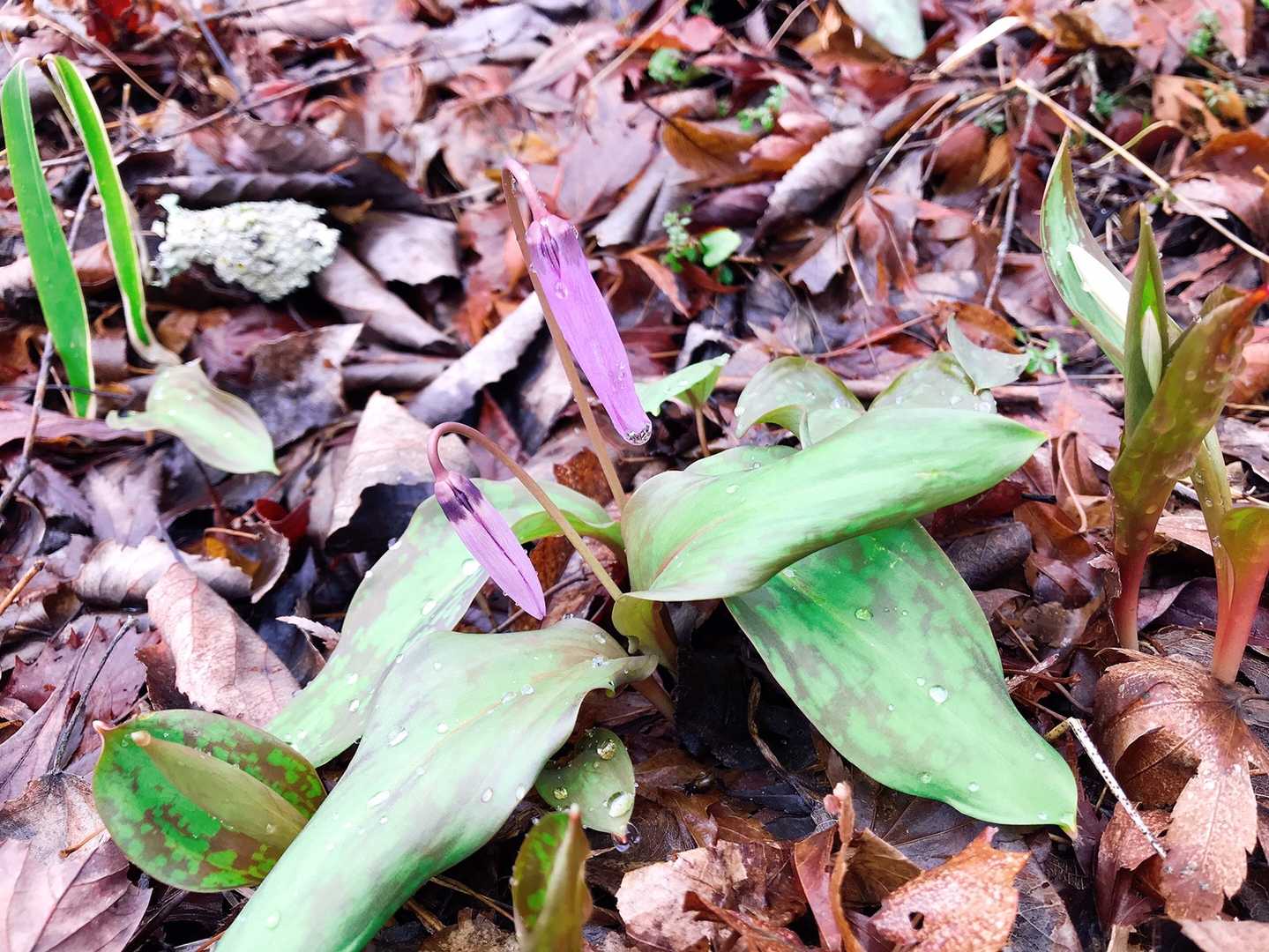 名前忘れた…なんだっけ