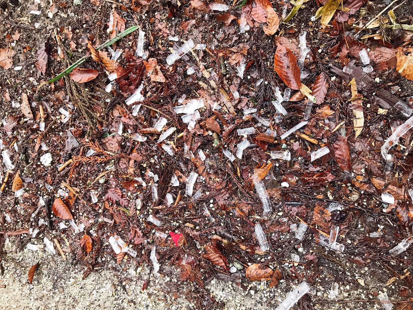 ぽたぽたって音がして 霰って思ってら