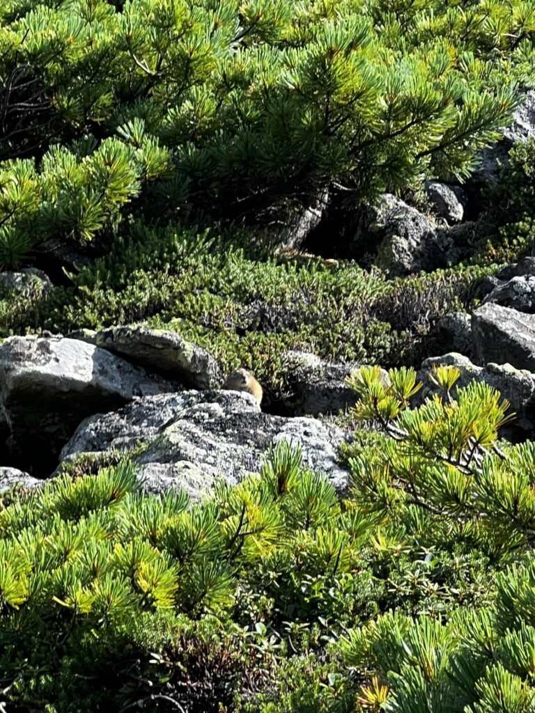 岩場に潜むナキウサギ