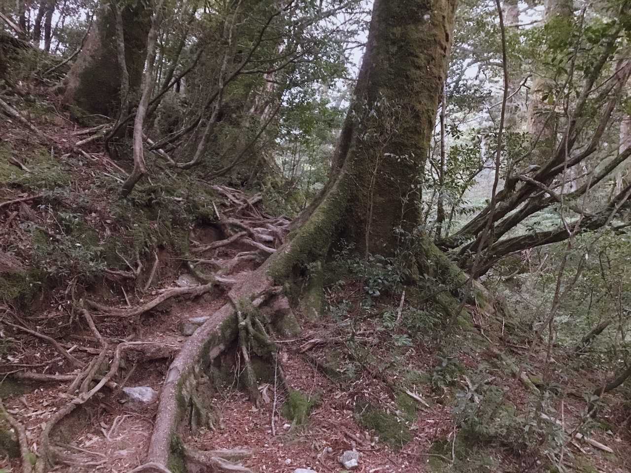 序盤の根っこだらけの登山道