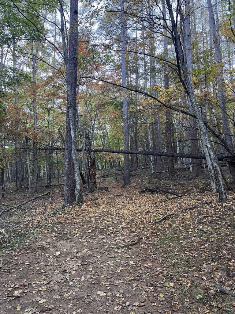 序盤の歩きやすい登山道