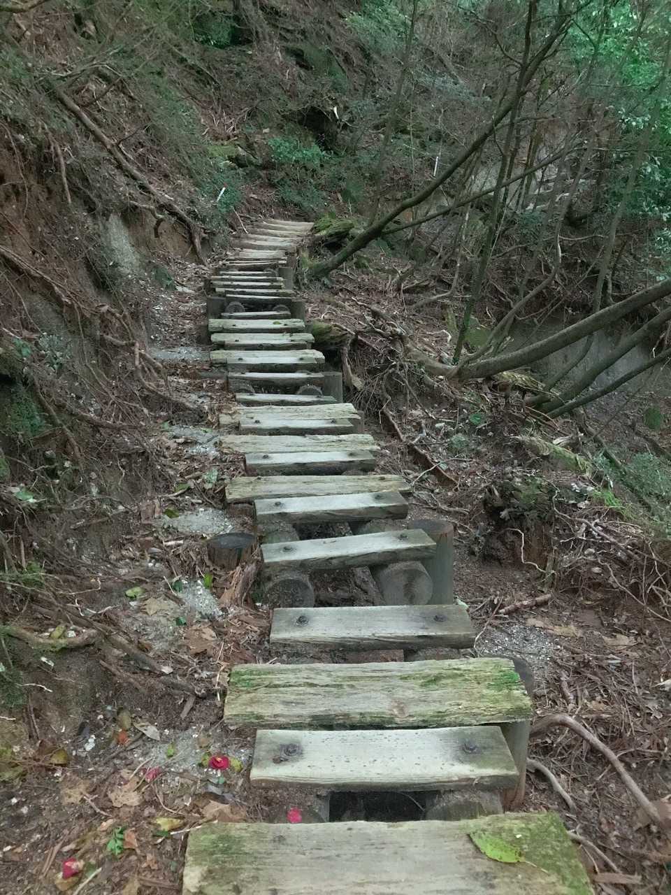 整備された木道