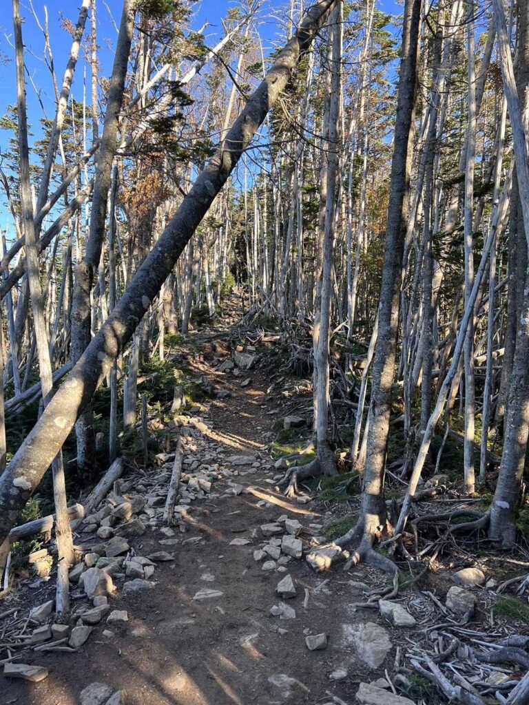 のんびりとした山道