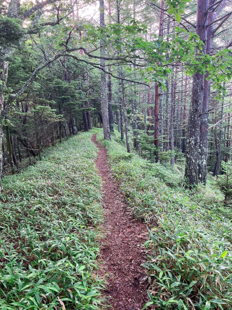 山道に入る。意外と整備されている