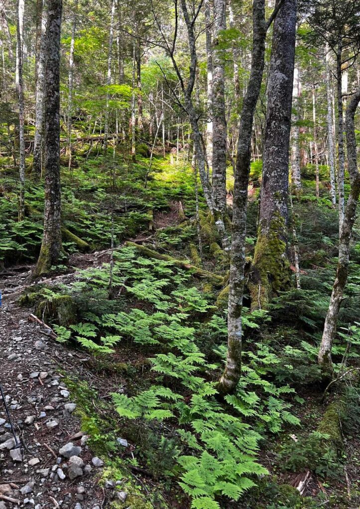 樹林帯の登山道