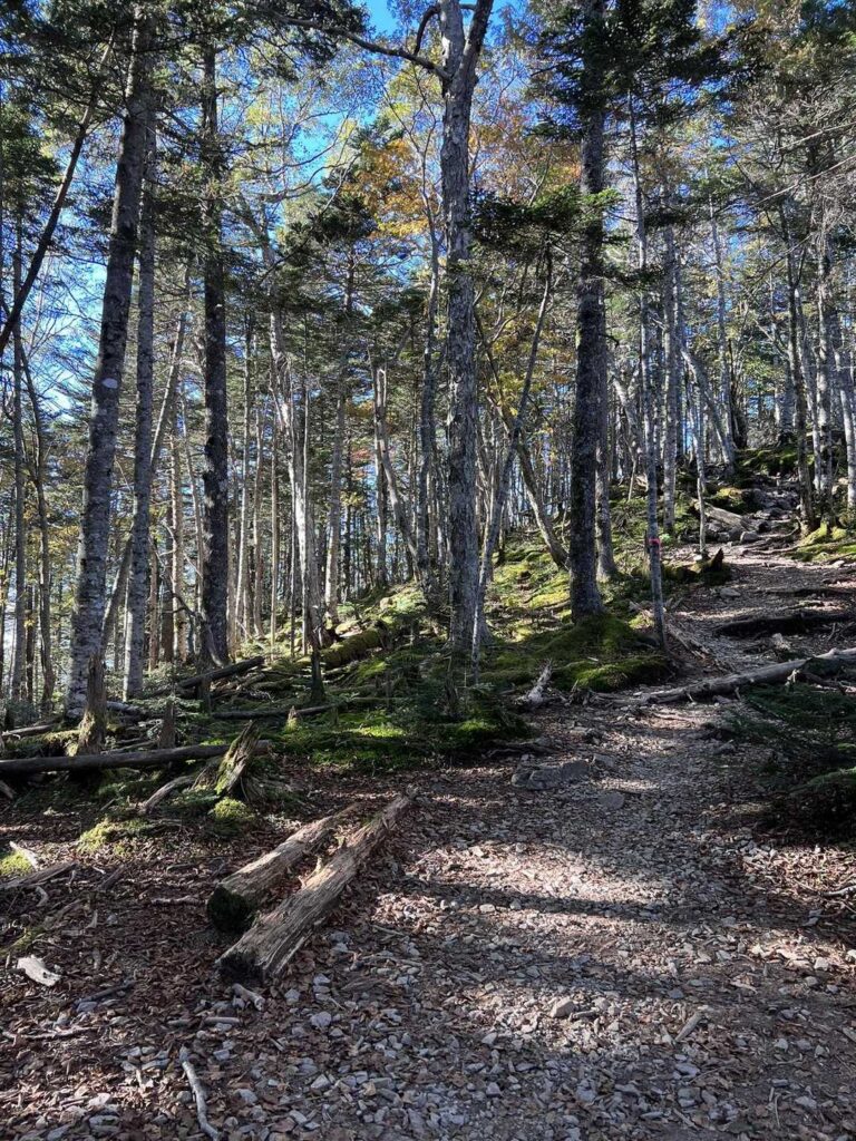 日の当たる気持ちのいい登山道