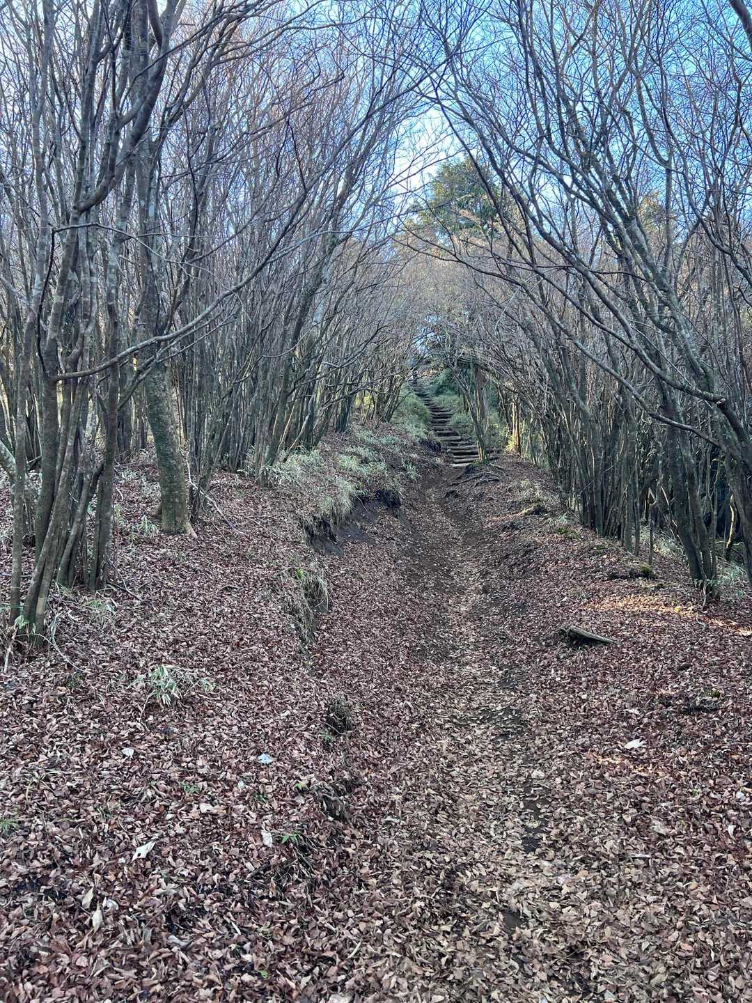 冬枯れの樹林帯トンネル