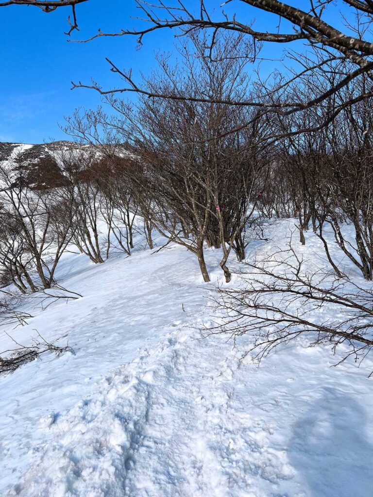 枝が張り出した登山道