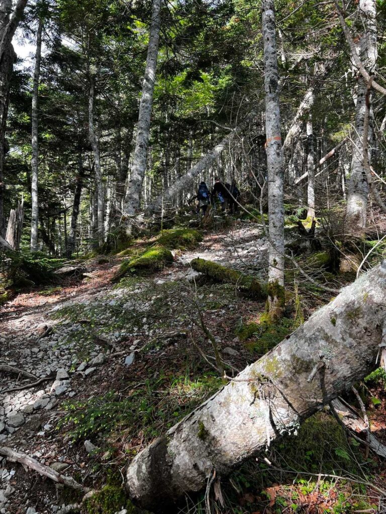 涼しい樹林帯を歩く