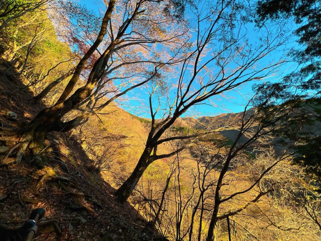 樹林帯の中、明るくなってきた