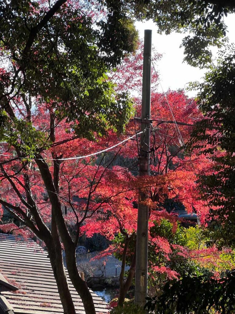 12月中旬でも残っていた紅葉🍁