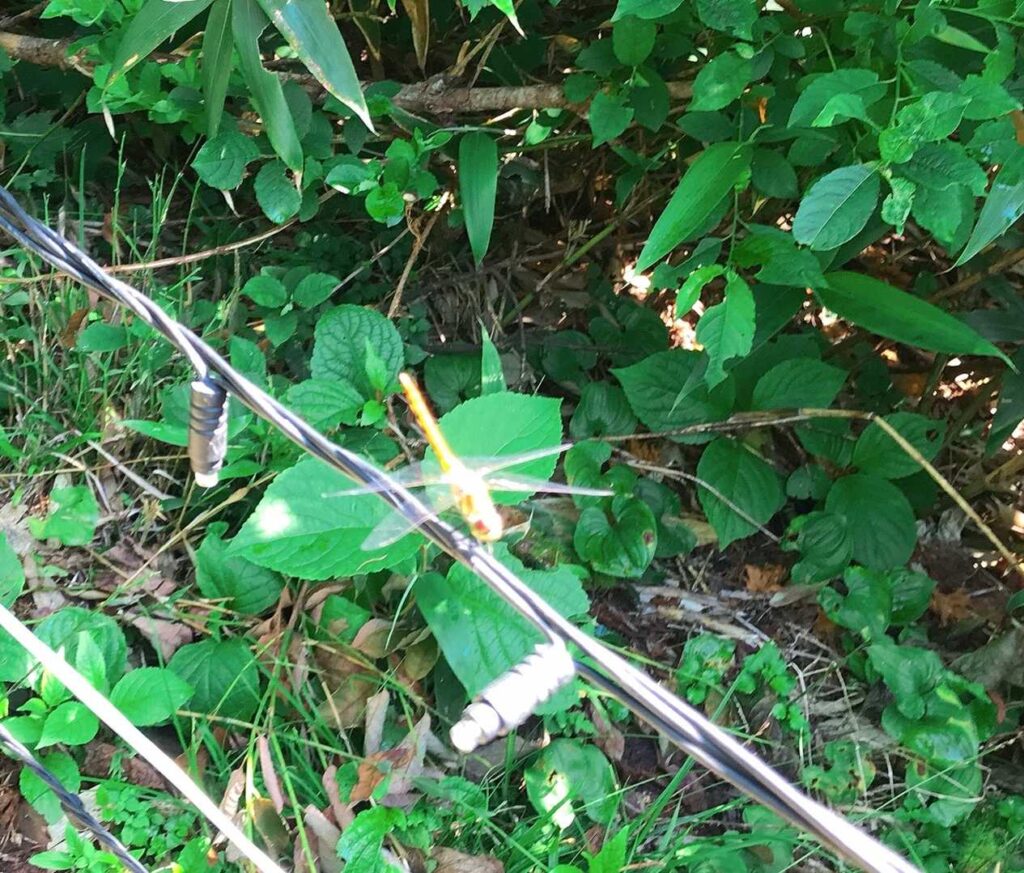 薬師岳付近のトンボ