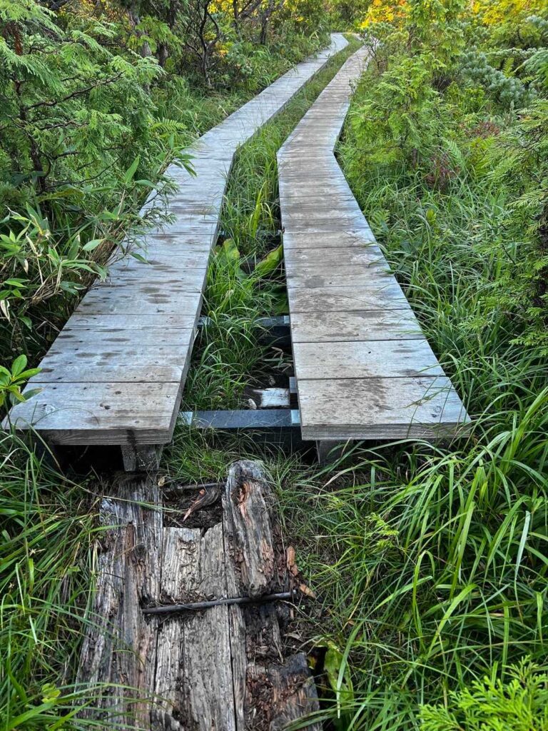 新しく整備された木道