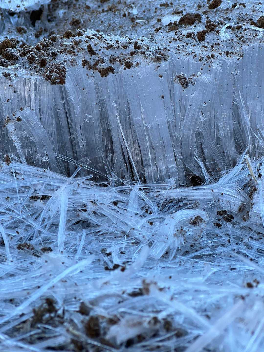 ちょー霜柱のアップ