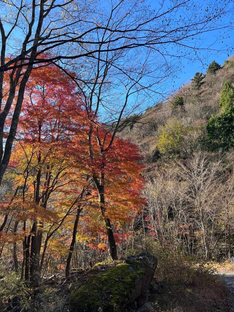 ほんの少し紅葉が残ってた
