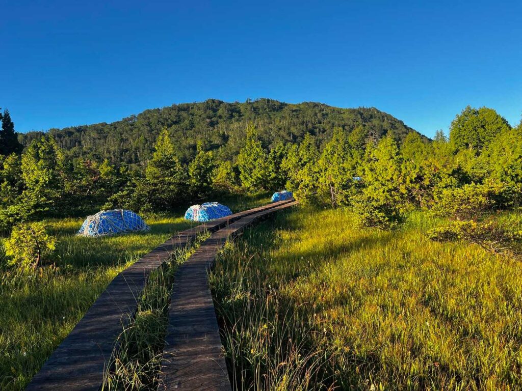 木道修復の資材が置かれた湿原