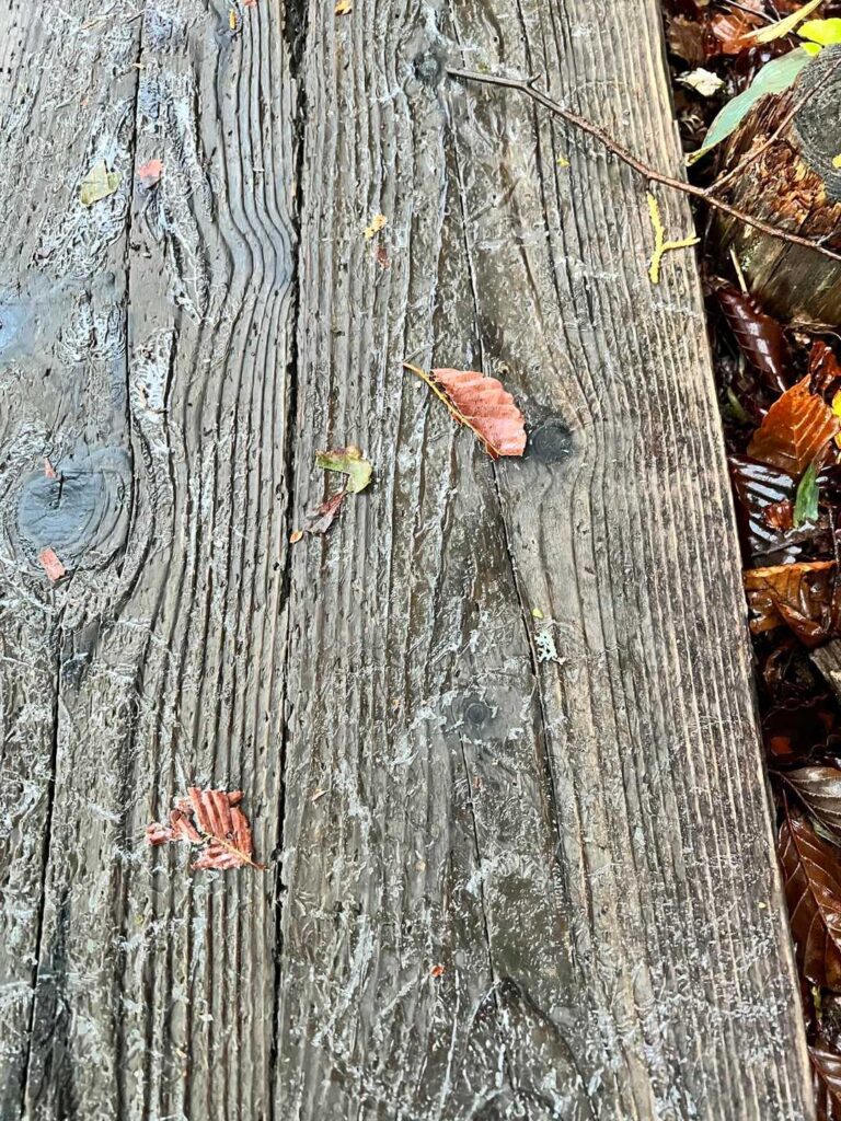 よく見ると凍っている木道