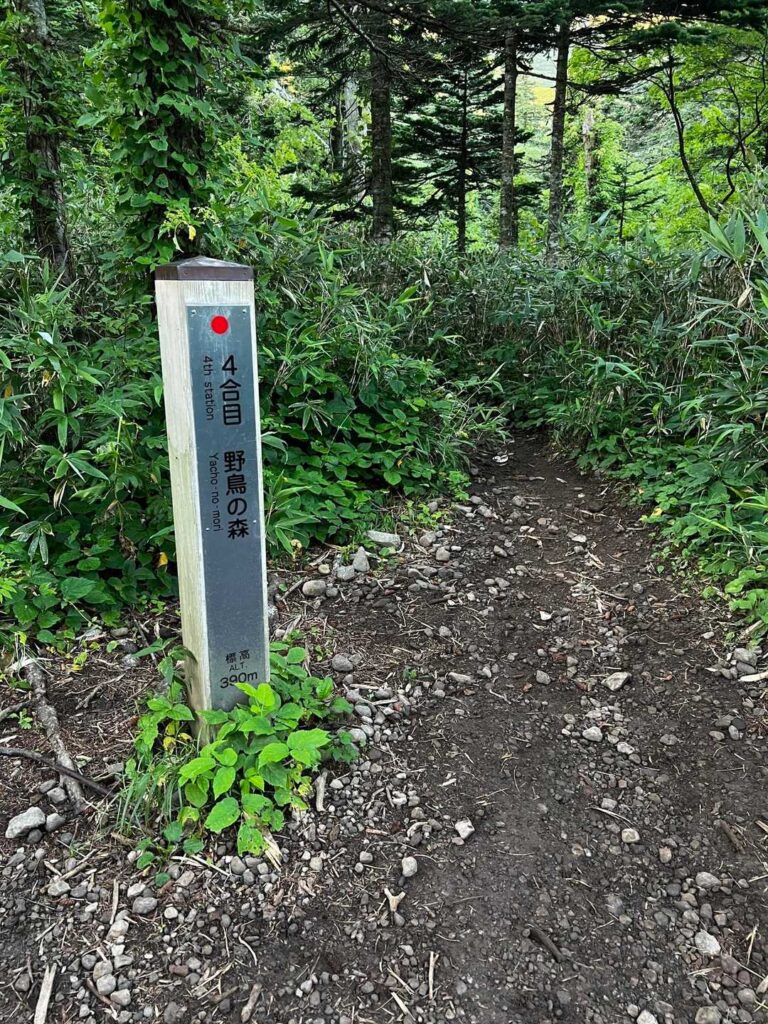 序盤の歩きやすい樹林帯