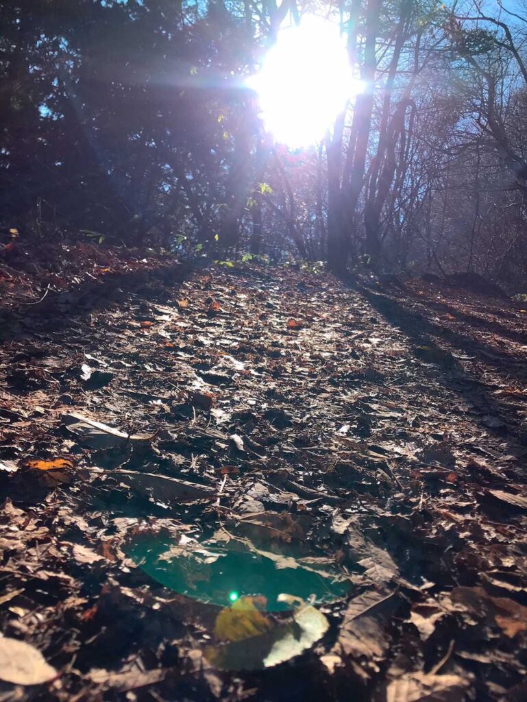 落ち葉が秋の訪れを感じさせる