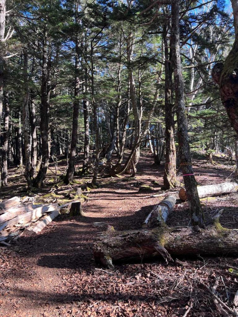 気持ちのいい登山道