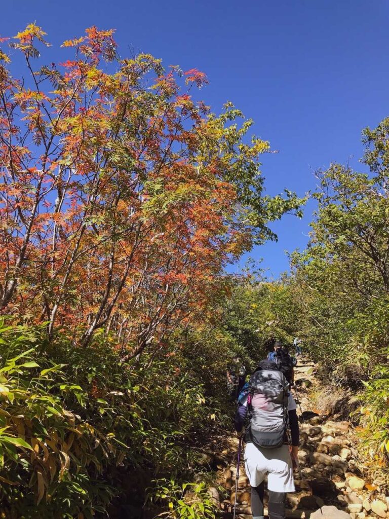ここから本格的な山道