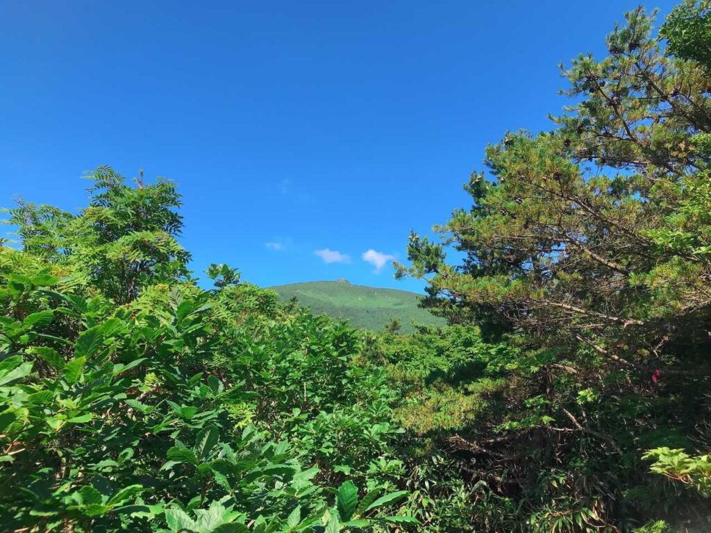 木の隙間から見えた青空