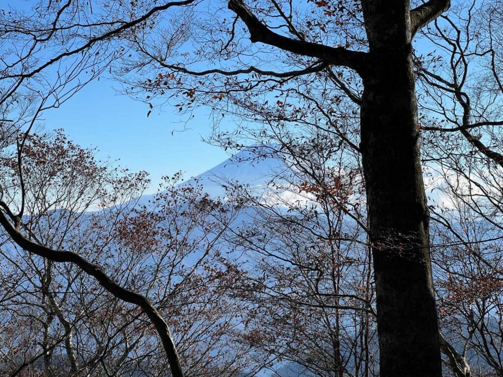木の間から見える富士山