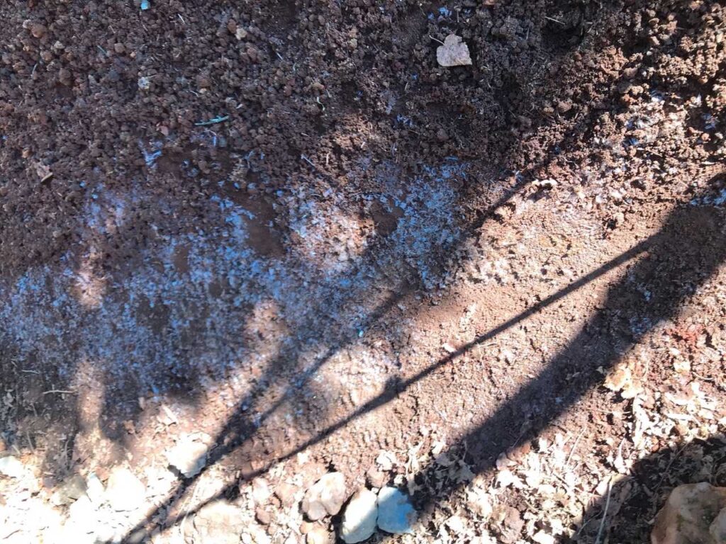 今シーズン初の霜柱