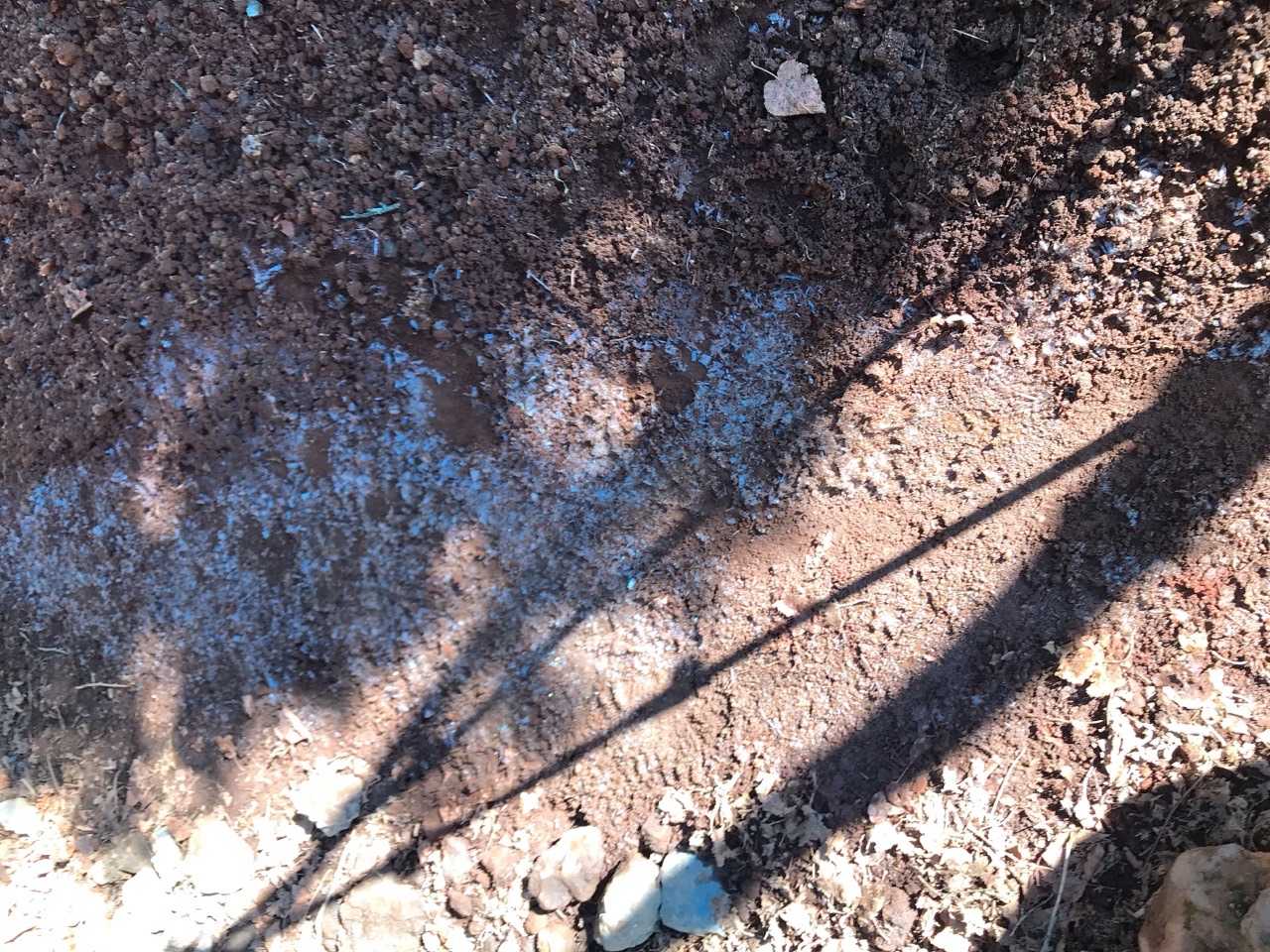 今シーズン初の霜柱