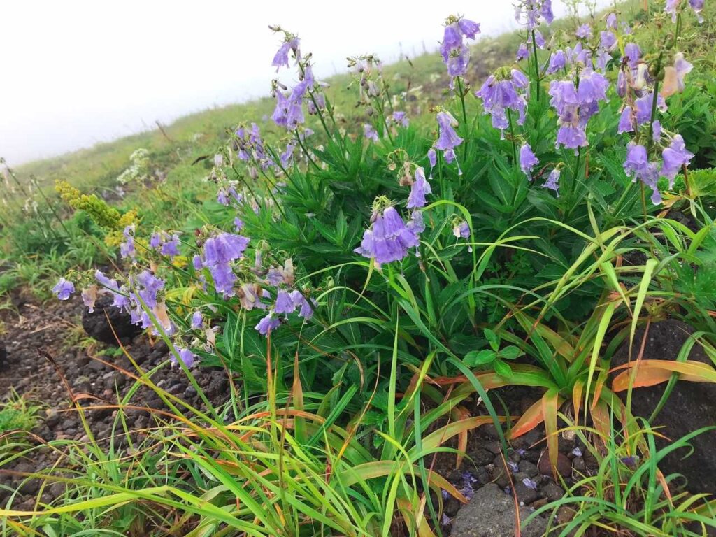 ハクサンシャジン