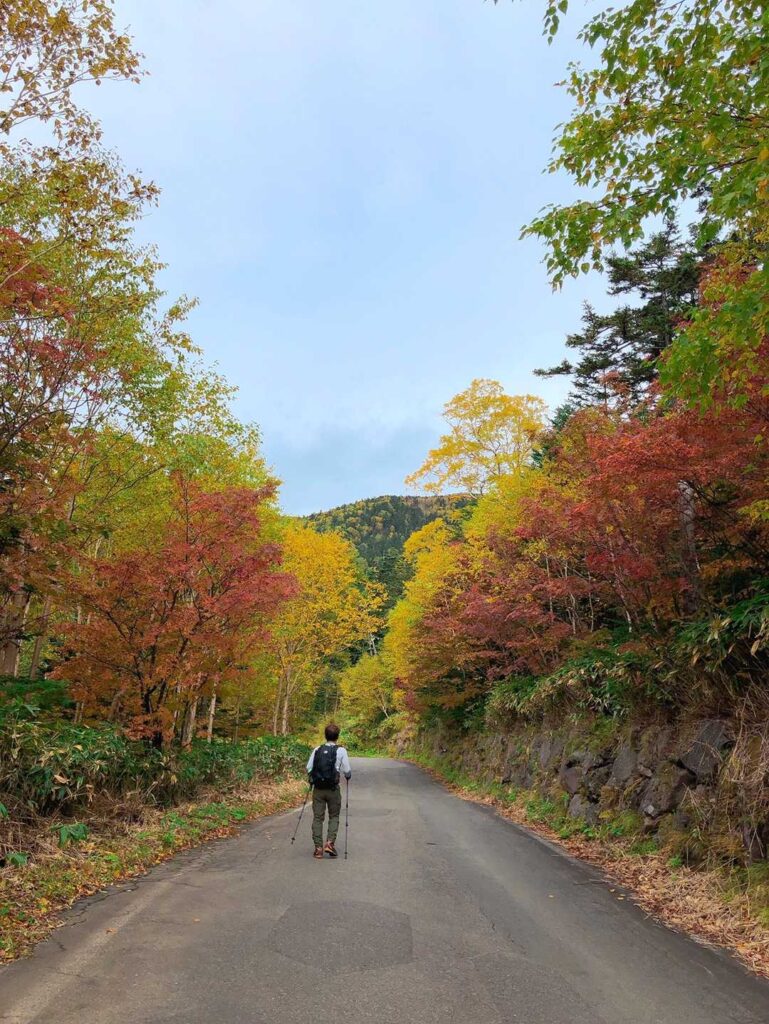 紅葉した木々の道路