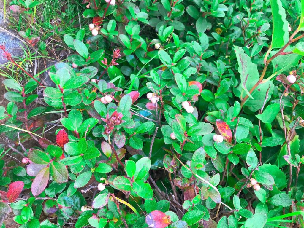 紅葉し始めた登山道脇の植物