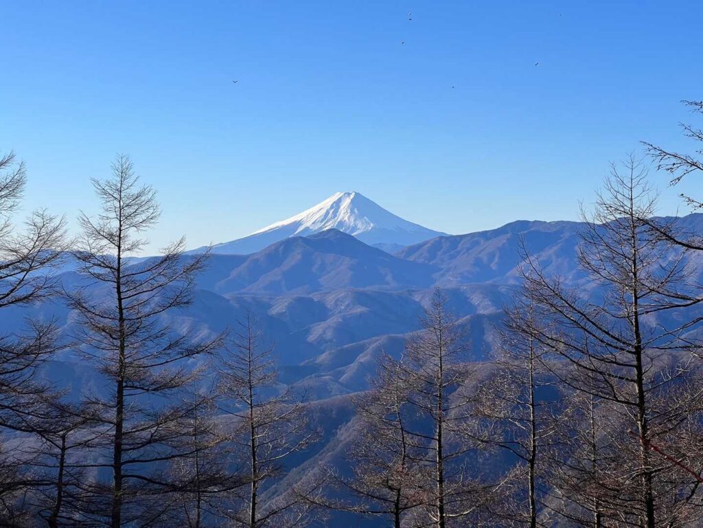 富士山とカラマツ