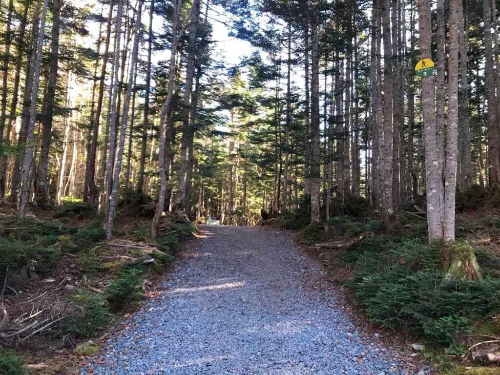 凛とした雰囲気の登山道