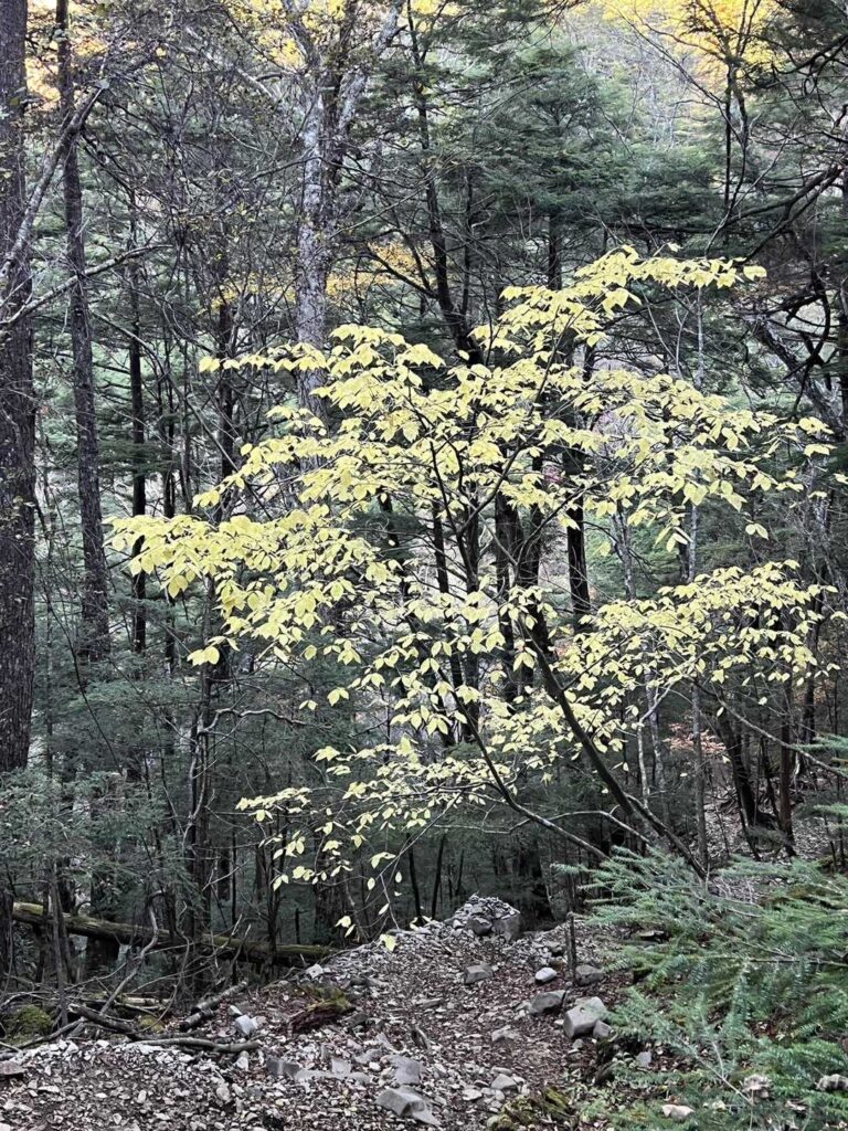 いったん下る区間