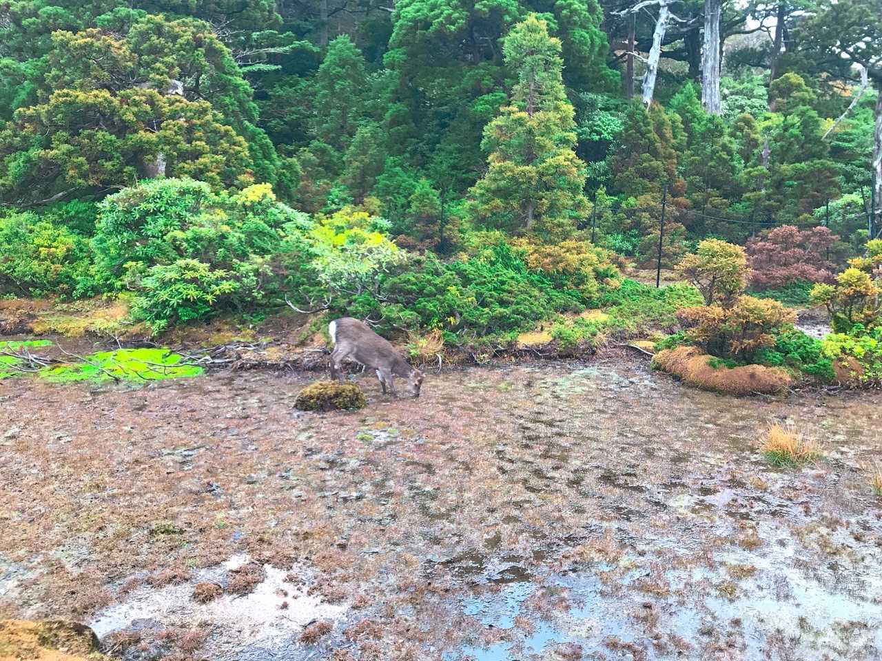 朝ごはん中の鹿