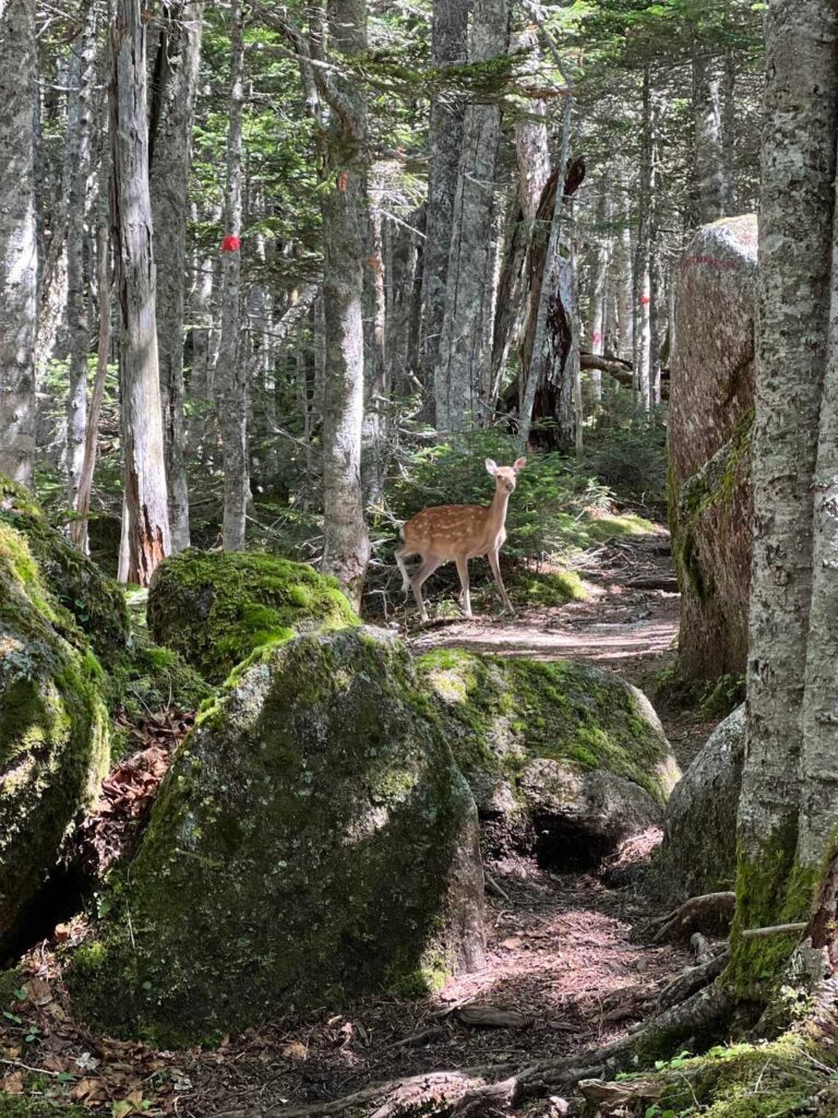 登山道で出会った小鹿