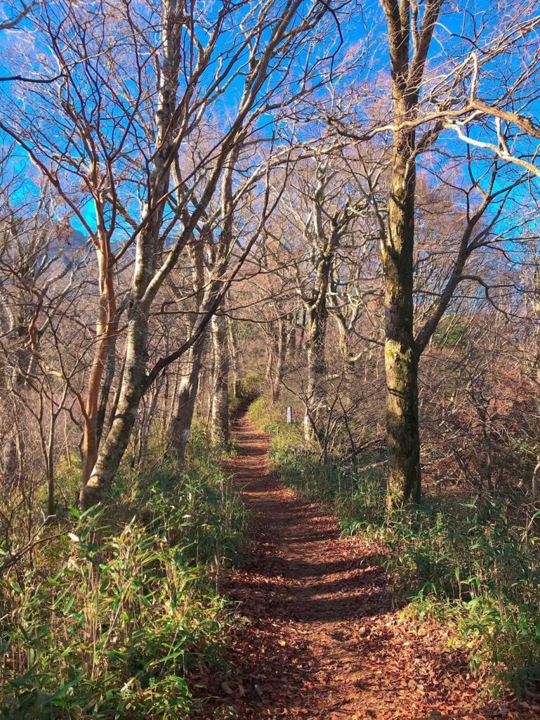 山らしくなってきた登山道