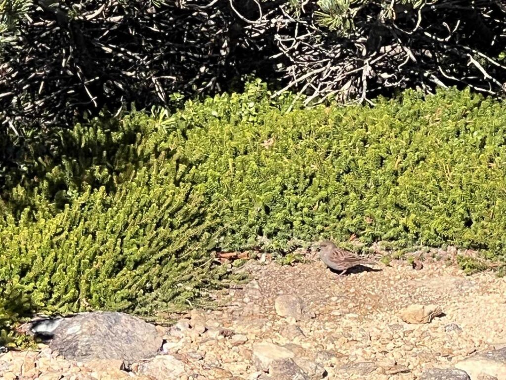 日向ぼっこする鳥