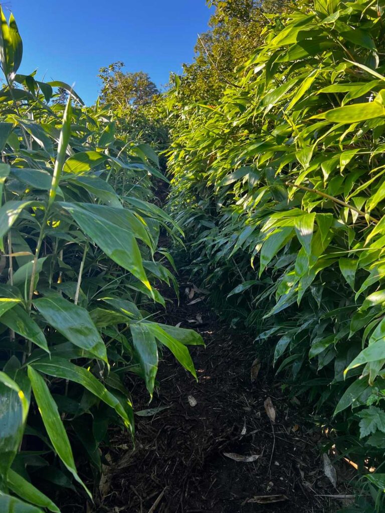 笹で足元が見えない区間