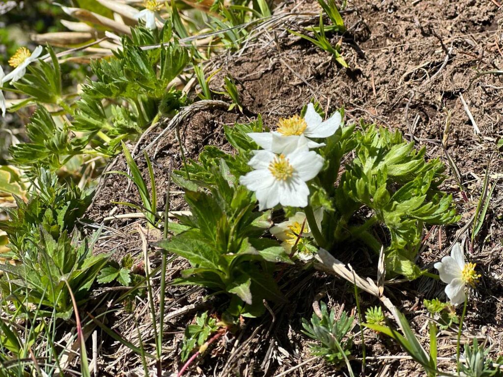 ハクサンイチゲ