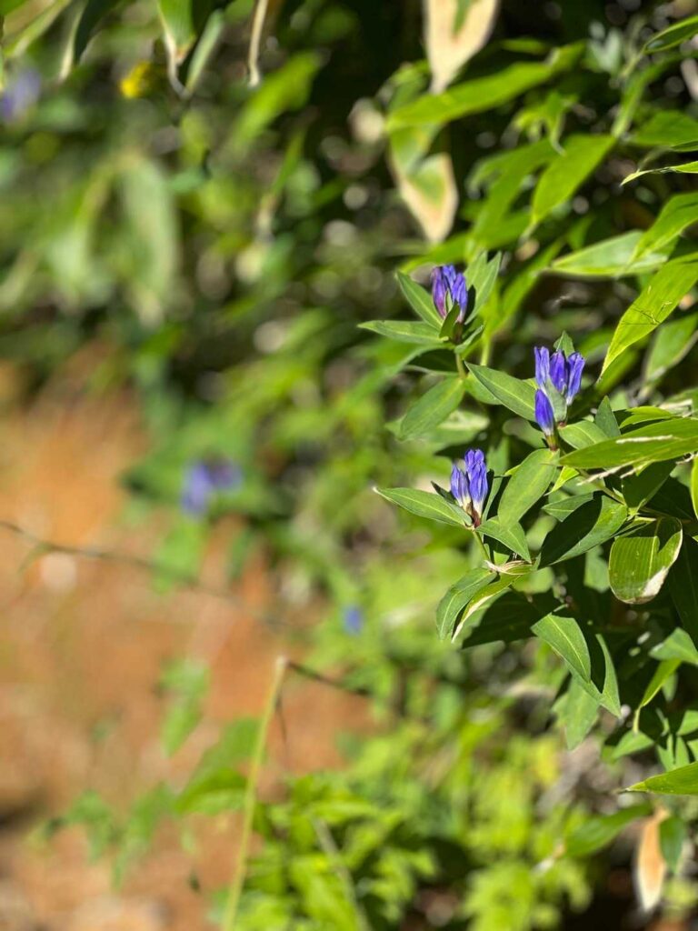 登山道脇に咲くリンドウ