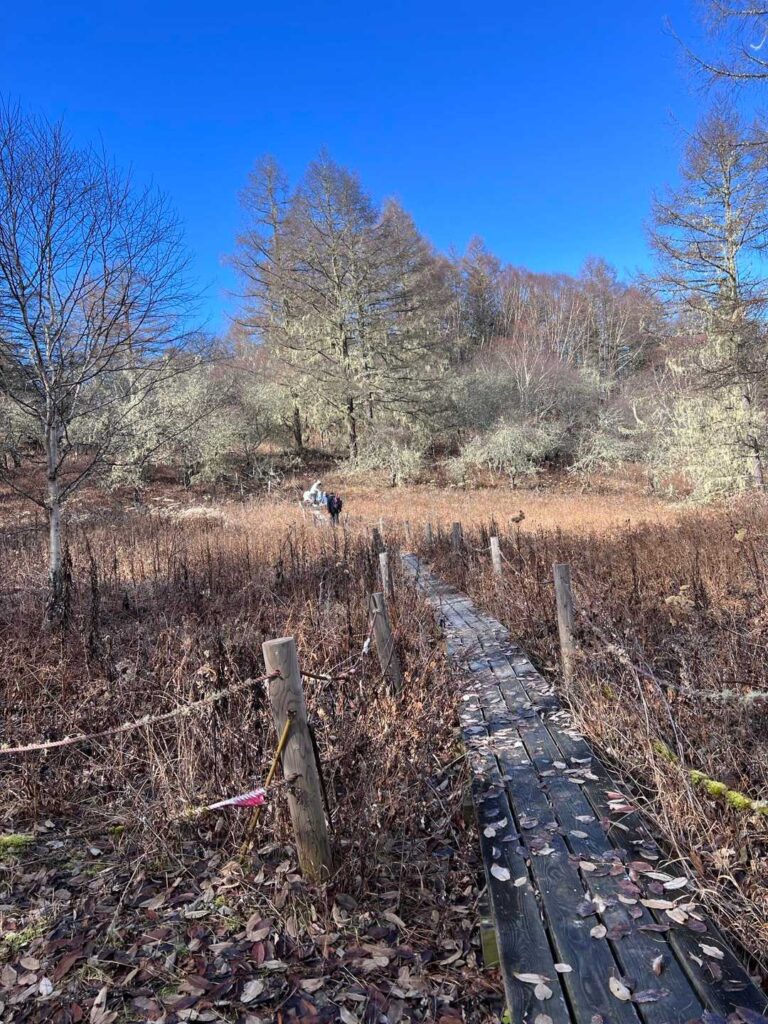 木道が整備されている